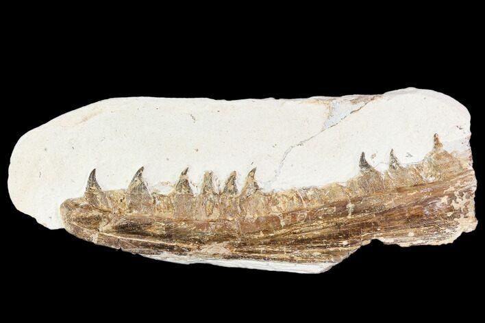 Fossil Mosasaur (Tethysaurus) Jaw Section - Goulmima, Morocco #107096